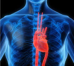 cardiovascular是什么意思