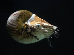 cephalopod是什么意思
