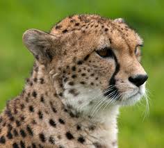 cheetah是什么意思