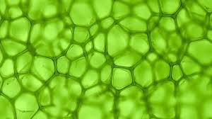 chlorophyll是什么意思