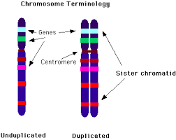 chromosome是什么意思