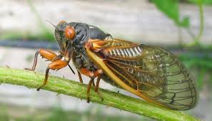cicada是什么意思