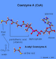 coenzyme是什么意思