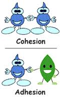 cohesive是什么意思