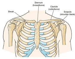 collarbone是什么意思