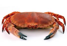 crab是什么意思