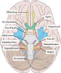 cranial是什么意思