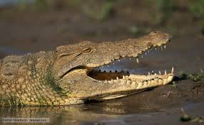 crocodile是什么意思