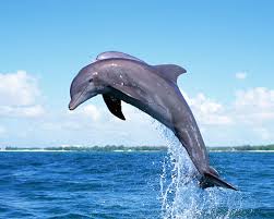 dolphin是什么意思
