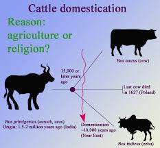 domestication是什么意思