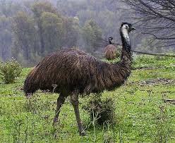 emu是什么意思