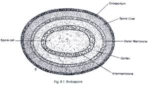 endospore是什么意思