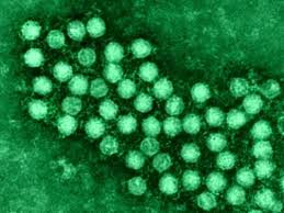enterovirus是什么意思