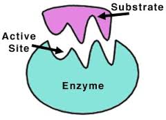enzyme是什么意思