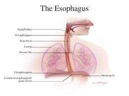 esophagus是什么意思