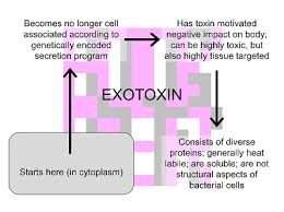 exotoxin是什么意思