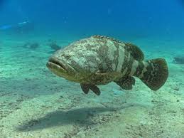 grouper是什么意思