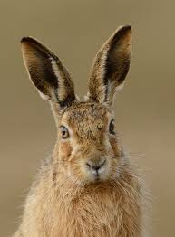 hare是什么意思