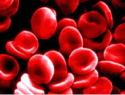 hematology是什么意思