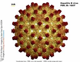 hepatitis是什么意思