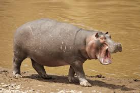 hippo是什么意思