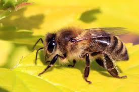 honeybee是什么意思