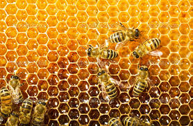 honeycomb是什么意思