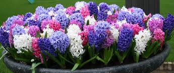 hyacinth是什么意思
