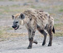 hyena是什么意思