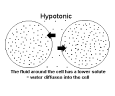 hypotonic是什么意思