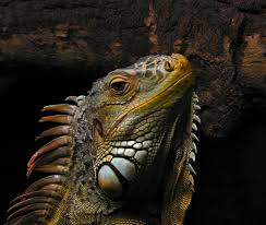 iguana是什么意思