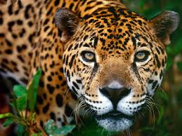 jaguar是什么意思