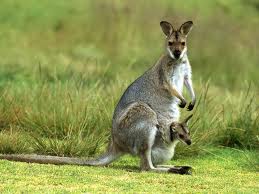 kangaroo是什么意思