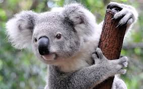 koala是什么意思