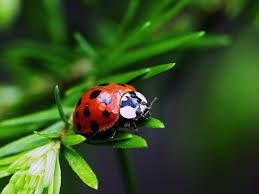 ladybug是什么意思