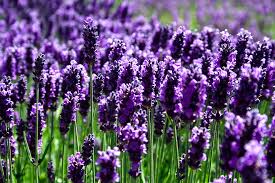 lavender是什么意思