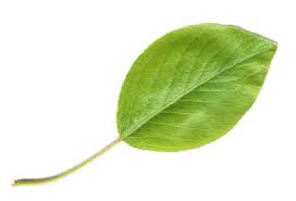 leaf是什么意思