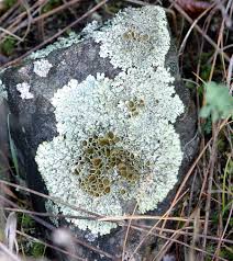 lichen是什么意思