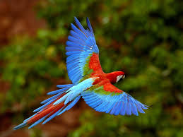 macaw是什么意思
