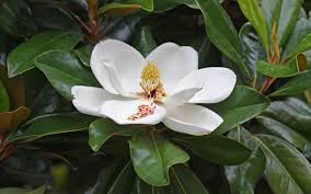 magnolia是什么意思