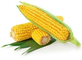 maize是什么意思