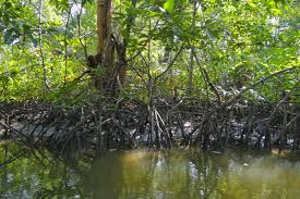 mangrove是什么意思