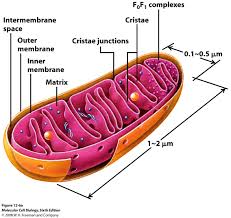 mitochondrion是什么意思