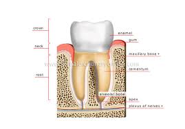 molar是什么意思