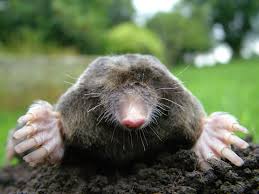 mole是什么意思