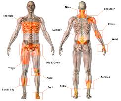 musculoskeletal是什么意思