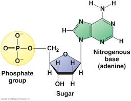 nucleotide是什么意思