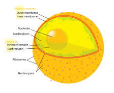 nucleus是什么意思