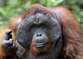 orangutan是什么意思