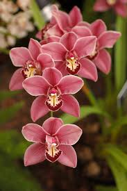Orchid是什么意思 Orchid怎么读 Orchid翻译为 兰花 听力课堂在线翻译